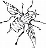 Fly Coloring Pages Printable Color Fireflies Animals House Sheet Version Click Online Supercoloring sketch template