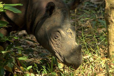 sumatran rhino indonesia   royle safaris