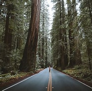 Image result for Fr - Forest Road. Size: 186 x 185. Source: wallpaperaccess.com