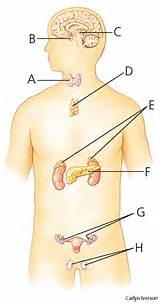 Photos of Endocrine Glands Ductless