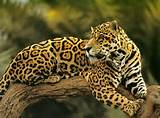 Do Leopards Live In The Rainforest