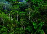 Tropical Forest Biome Vegetation Photos