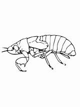 Cicala Colorare Ninfa Disegni Cicada sketch template