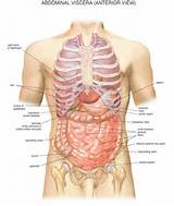 Human Organs Diagram Photos