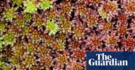 plantwatch is sphagnum the most underrated plant on earth plants