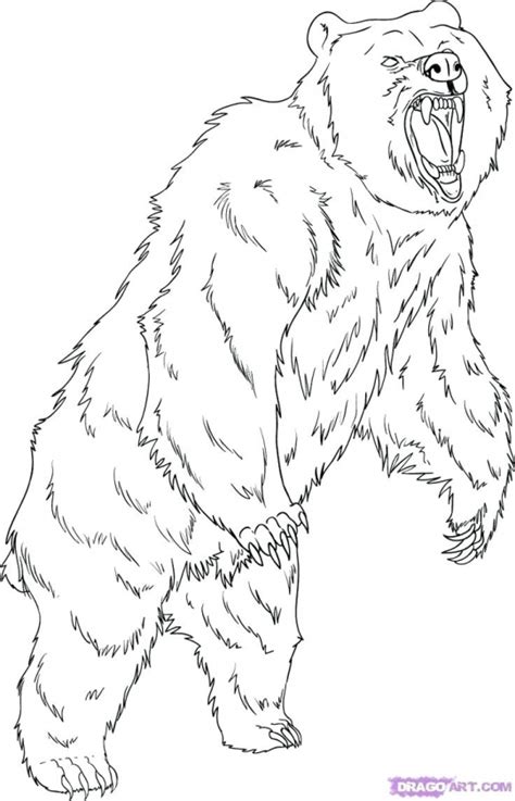 bear coloring pages  print