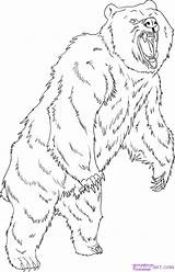 Grizzly Urso Everfreecoloring Debout Getcolorings sketch template