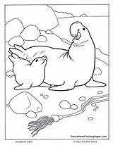 Seal Coloring Pages Sea Ocean Animals Animal Printable Elephant Kids Color Seashore Book Colouring Cute Leopard Template Monk Colouringpages Au sketch template