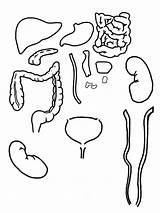 Digestivo Aparato Digestorio Corpo Imagui Pac Aparelhos Cortadores Ciência Biscoito sketch template