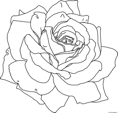 printable coloring pages roses rose coloring pages