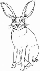 Coloring Jack Drawing Rabbit Jackrabbit Bunny Pages 29kb 675px Getdrawings Utep Museum2 Edu sketch template