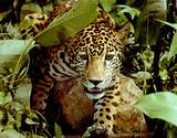 Tropical Rainforest Jaguar Facts