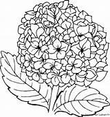 Colorat Hortensia Flori Hydrangea Hortensias Planse Riscos P105 Aquarela Desene Pentru Clases Primiiani Salticoz Plansa Copii Voturi Vizite Cele Hydrangeas sketch template
