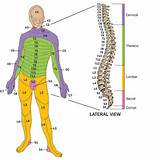 The Spinal Cord Location Images