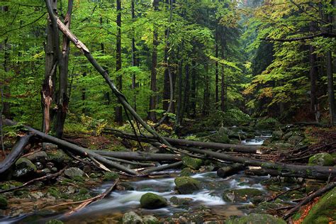 forest stream  fallen trees photograph  artur bogacki