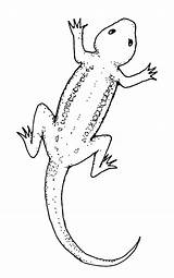 Lizard Clipart Coloring Pages Printable Clip Kids Cliparts Library sketch template