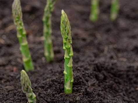 growing asparagus information  asparagus care