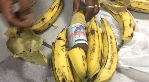 kerala two dubai bound passengers use bananas to smuggle saudi currency india news the