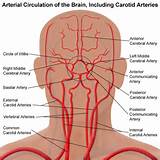 Anatomy Of Internal Carotid Artery Images