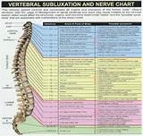 Images of Spinal Nerve Organ Chart