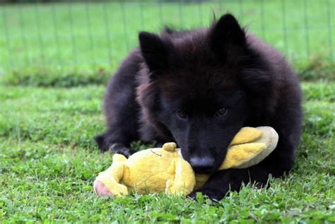 eurasier stock  pictures royalty  images istock