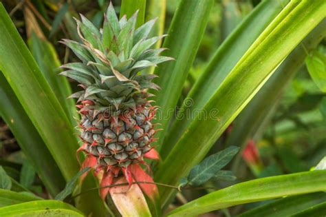 pineapple growing   farm space plantation india stock photo image  natural pine