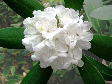 white rhododendron  photo  freeimages