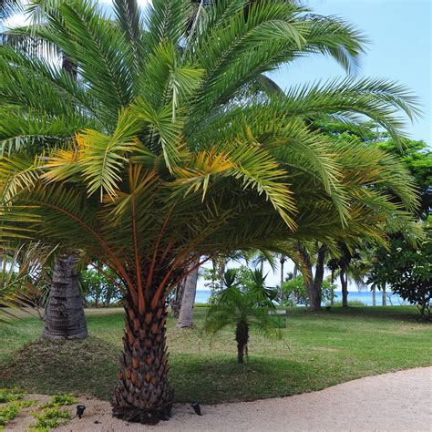 desert palm tree wholesale prices save  jlcatjgobmx