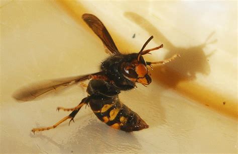 Asian Hornet Has Arrived In Britain Government Confirms