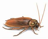 Roaches In A Clean House Pictures