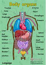 Organs In The Body Photos