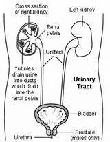 Nephropathy Meaning Pictures