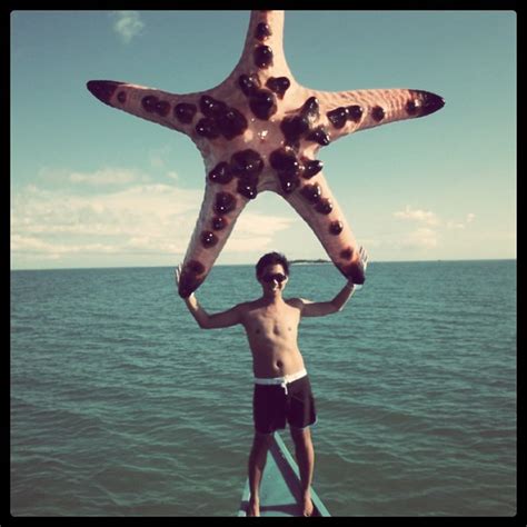 biggest starfish   world    bohol  flickr