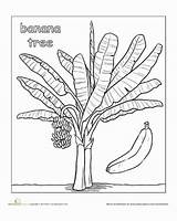 Banana Plátano Fairtrade Sheets Platano Acrílico Worksheets Bananas Selva árbol Tropicales Fair sketch template