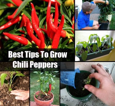 tips  grow chili peppers naturalgardenideascom chilli plant