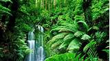 Best Tropical Forest