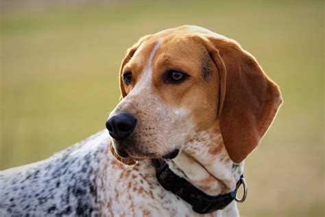 coonhound beagle mix     beagle mix