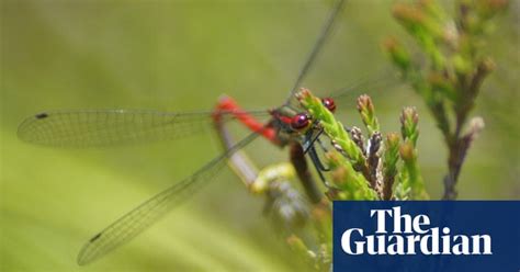 Dragonflies And Damselflies Your Green Shoots