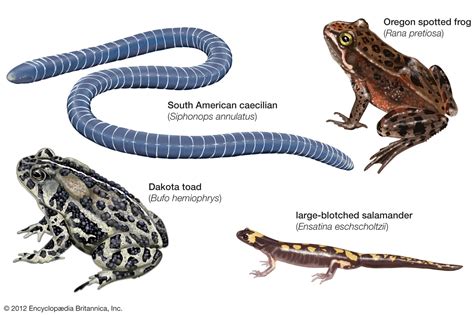 amphibian adaptation metamorphosis ecology britannica