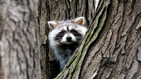 woman 75 strangles rabid raccoon that attacked her