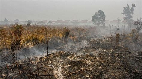 jikalahari claims malaysian firms contribute  forest fire smog news entempoco