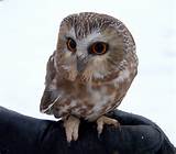 Photos of Owls Different Types