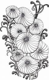 Zentangle Coloring Flowers Chrysanthemum Tangle Doodle Chrysanthemums Doodles Adults Adult Drawings Choose Board Zentangles Mandala sketch template