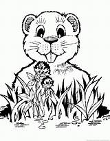 Gopher Coloring Pages Results sketch template