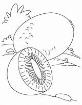 Kiwi Coloring Pages Fruit Print sketch template