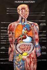 Pictures of Human Organ Anatomy