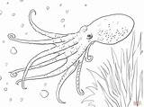 Octopus Pulpo Musky Moscardino Poulpe Polvo Pieuvre Squid Mollusks Pulpos Polipo Turtle sketch template