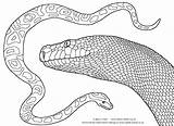 Python Burmese Clipartmag sketch template