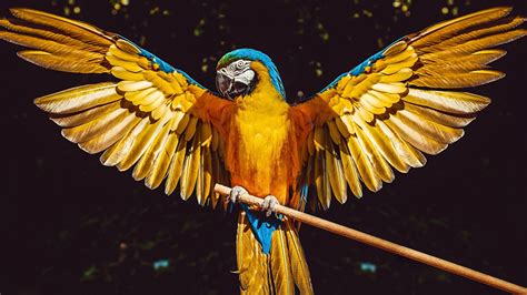 ara genus bird parrot wings animals