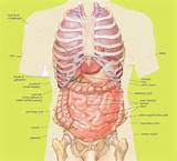 Left Side Abdominal Pain Rib Cage